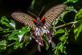 Great Mormon Papilio Papilio agenor agenor