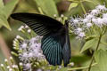 Great Mormon Papilio Papilio agenor agenor