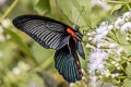 Great Mormon Papilio Papilio agenor agenor