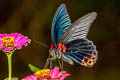 Great Mormon Papilio Papilio agenor agenor