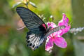Great Mormon Papilio Papilio agenor agenor