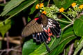 Great Mormon Papilio Papilio agenor agenor