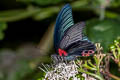 Great Mormon Papilio Papilio agenor agenor