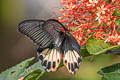 Great Mormon Papilio Papilio agenor agenor