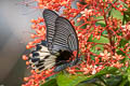 Great Mormon Papilio Papilio agenor agenor