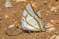 Great Nawab Polyura eudamippus nigrobasalis