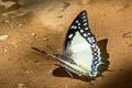 Great Nawab Polyura eudamippus nigrobasalis