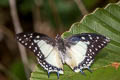 Great Nawab Polyura eudamippus nigrobasalis