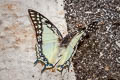 Great Nawab Polyura eudamippus nigrobasalis