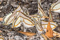 Great Nawab Polyura eudamippus nigrobasalis