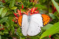 Great Orange Tip Hebomoia glaucippe glaucippe