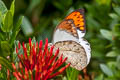 Great Orange Tip Hebomoia glaucippe glaucippe