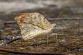 Great Orange Tip Hebomoia glaucippe glaucippe