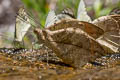 Great Orange Tip Hebomoia glaucippe glaucippe