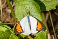 Great Orange Tip Hebomoia glaucippe glaucippe