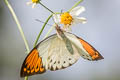 Great Orange Tip Hebomoia glaucippe glaucippe