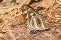 Great Siam Sergeant Tacola larymna siamensis