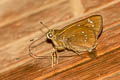 Great Swift Pelopidas assamensis