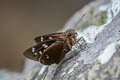 Great Swift Pelopidas assamensis