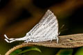 Great White Imperial Neomyrina hiemalis