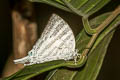 Great White Imperial Neomyrina hiemalis