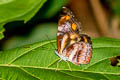 Great Yellow Sailor Neptis radha radha