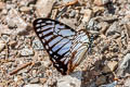 Great Zebra Graphium xenocles lindos