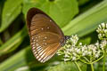 Greater Striped Black Crow Euploea doubledayi doubledayi