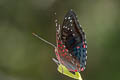 Green Baron Euthalia adonia beata (White-banded Red Baron)