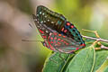 Green Baron Euthalia adonia beata (White-banded Red Baron)