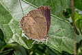 Green-scaled Acacia Blue Surendra vivarna amisena (Burmese Acacia Blue)