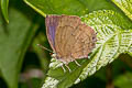 Green-scaled Acacia Blue Surendra vivarna amisena (Burmese Acacia Blue)