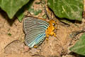 Green-streaked Awlet Burara amara (Small Green Awlet)