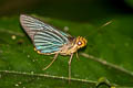 Green-striped Palmer Pirdana hyela rudolphii