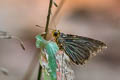 Green-striped Palmer Pirdana hyela rudolphii