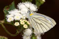 Green-veined White Pieris erutae erutae 