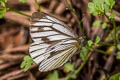 Green-veined White Pieris erutae erutae 