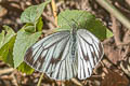 Green-veined White Pieris erutae erutae 