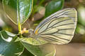 Green-veined White Pieris erutae erutae 