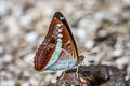 Green Commodore Athyma daraxa daraxa
