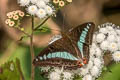 Green Commodore Athyma daraxa daraxa
