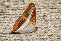 Green Commodore Athyma daraxa daraxa
