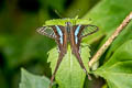 Green Dragontail Lamproptera meges virescens