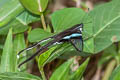 Green Dragontail Lamproptera meges virescens