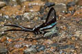 Green Dragontail Lamproptera meges virescens