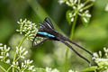 Green Dragontail Lamproptera meges virescens