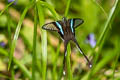 Green Dragontail Lamproptera meges virescens