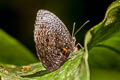 Green Palmfly Elymnias esaca esaca