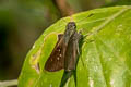 Greenish-haired Swift Caltoris tenuis 