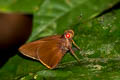 Grey-branded Redeye Matapa druma (Dark-brand Redeye)